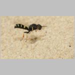 Crabro scutellatus - Grabwespe w03a 9mm - Sandgrube Niedringhaussee.jpg